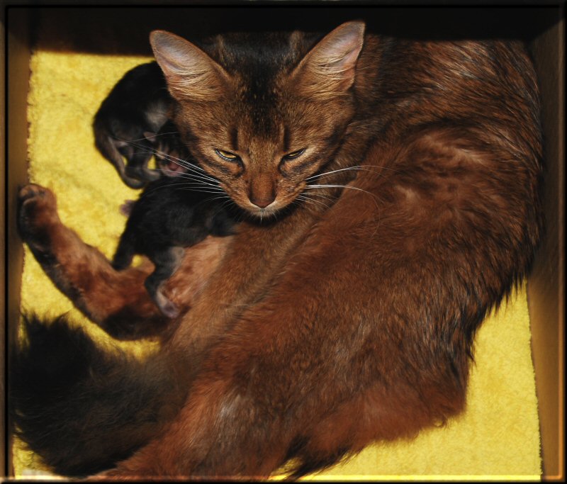 Helina and her kittens